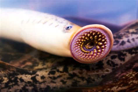 agnatha fishes